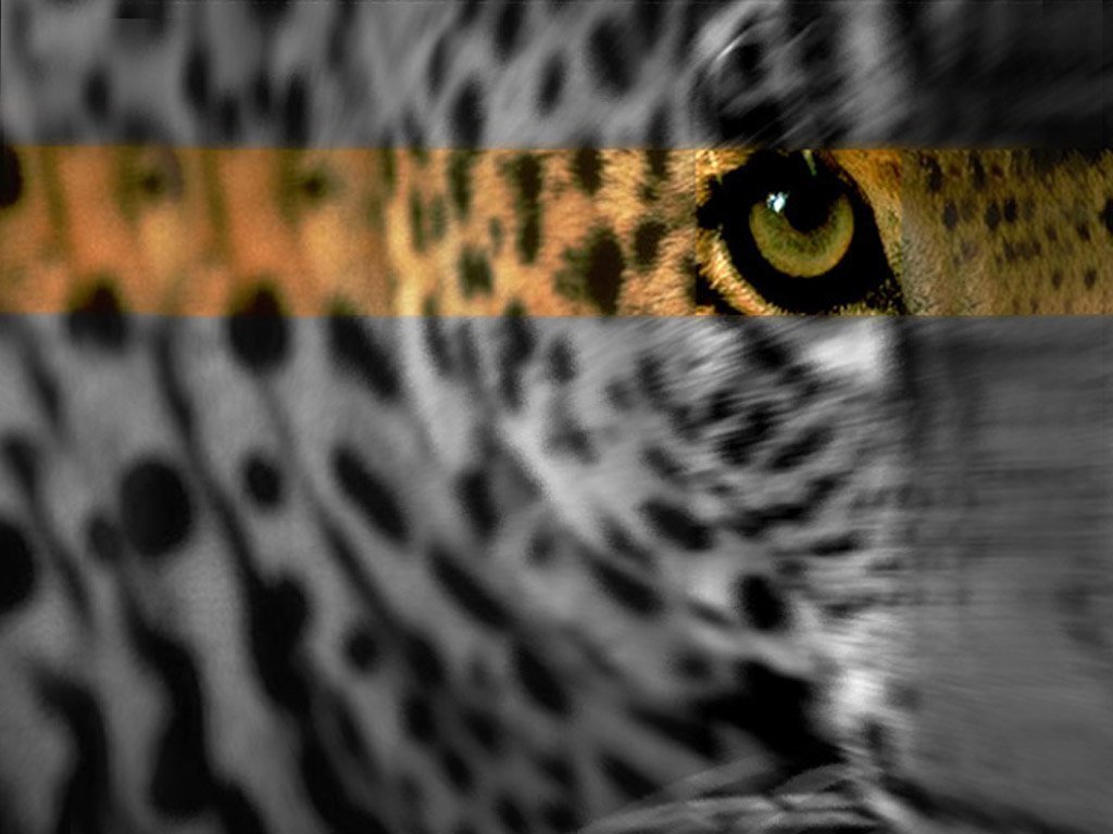 Leopards - 004